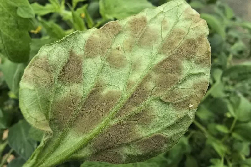 Brunatna plamistość liści pomidora