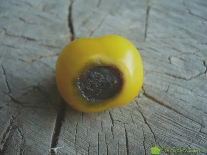 Choroby pomidorów