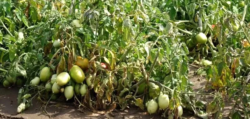 Cykl wegetacyjny pomidorów