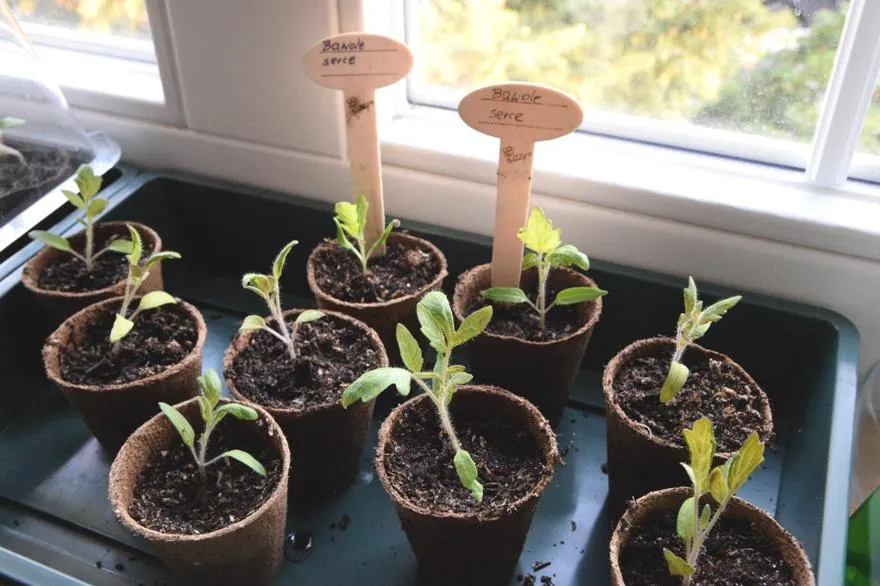 Dbanie o rozsadę pomidorów