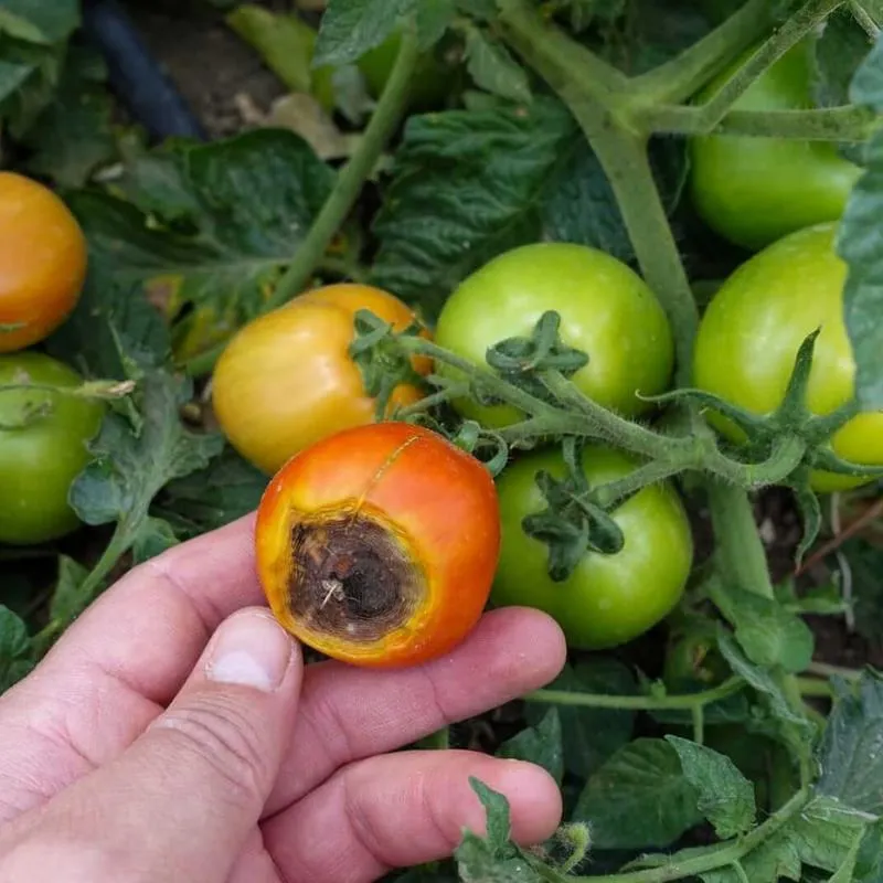 Domowe metody oprysku