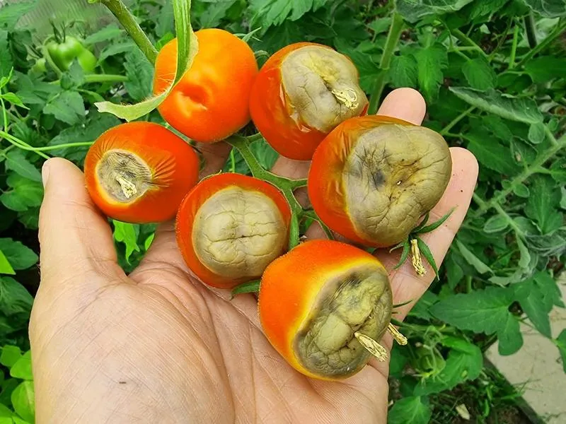 Domowe sposoby na plamy