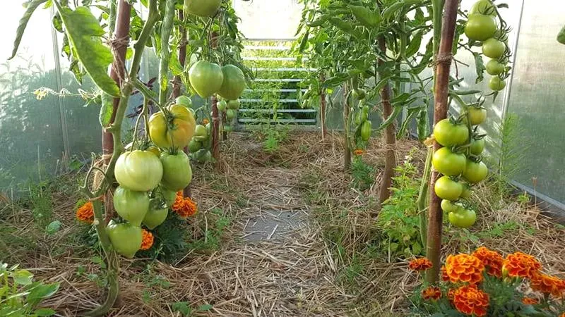 Efektywna uprawa pomidorów