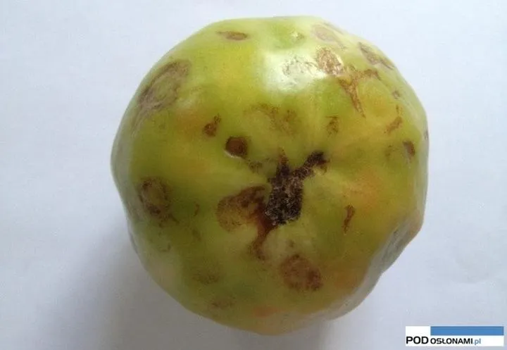 Fungicydy na choroby pomidora