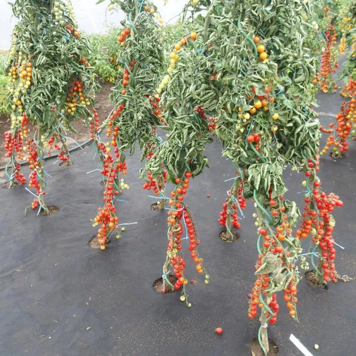 Heterozja w nasionach