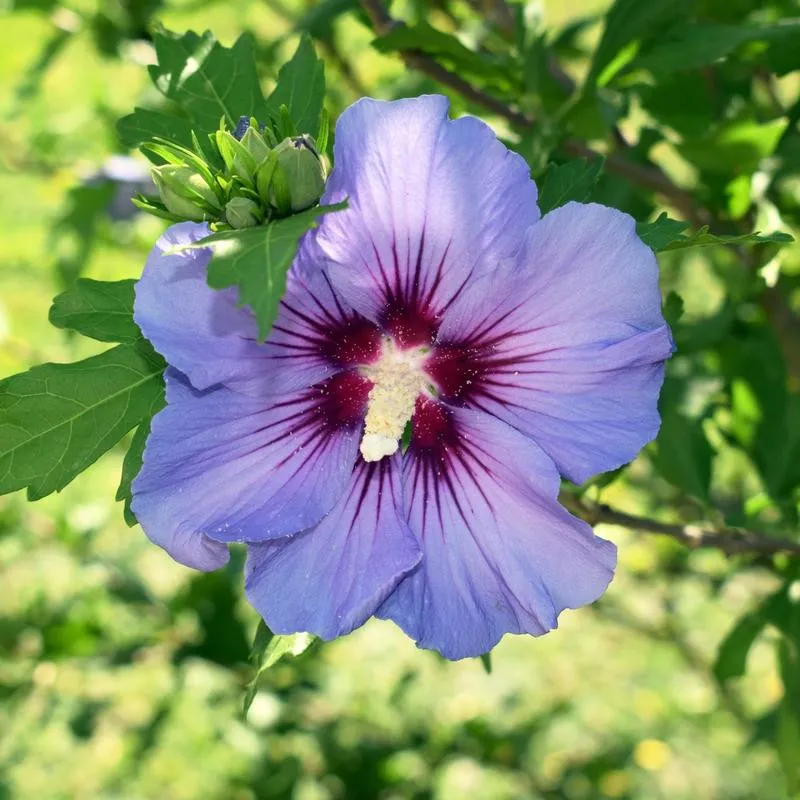 Hibiskus w kuchni przepisy