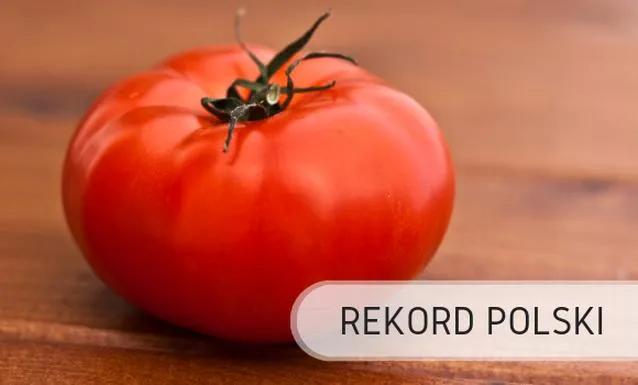 Historia pomidorów