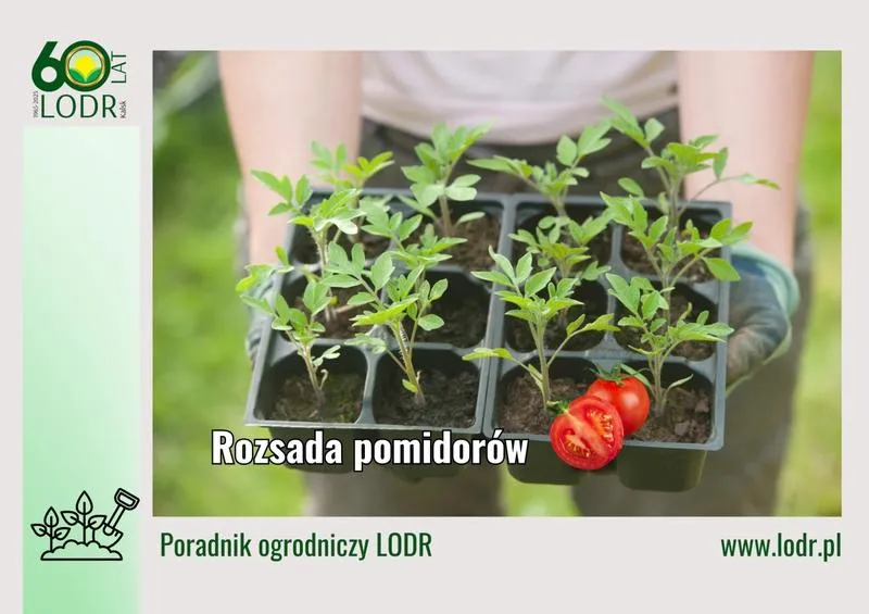 Idealne warunki do pikowania