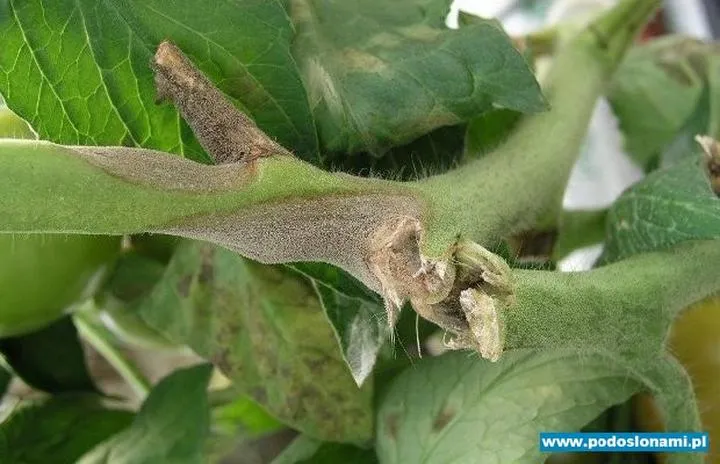 Jak odróżnić pleśń