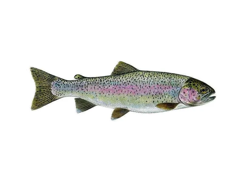 Jak smażyć pstrąga