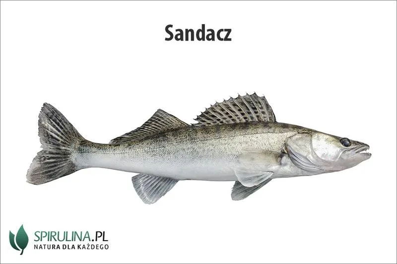 Jak złowić sandacza