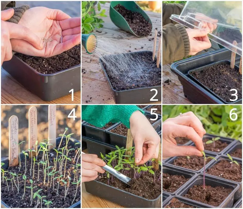 Kiedy zrobić rozsadę pomidorów