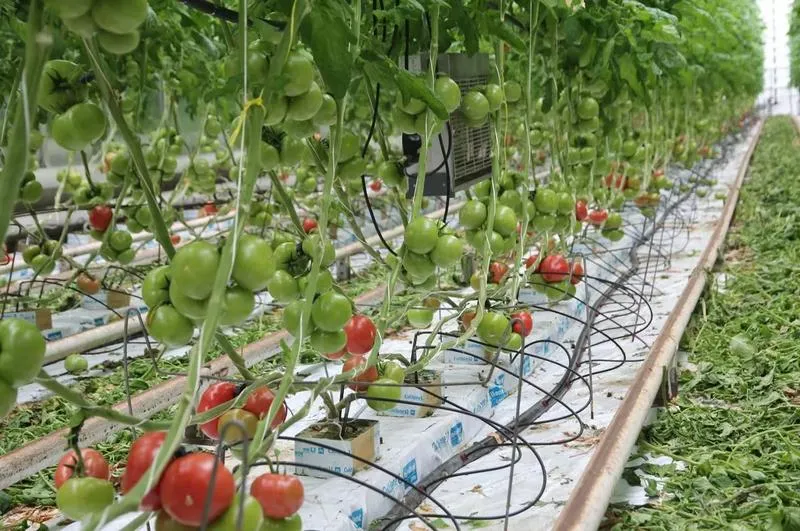 Kontrola temperatury