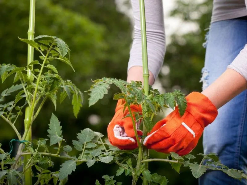 Metody podporowe dla pomidorów