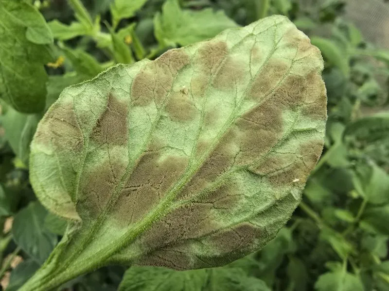 Metody zwalczania chorób roślin