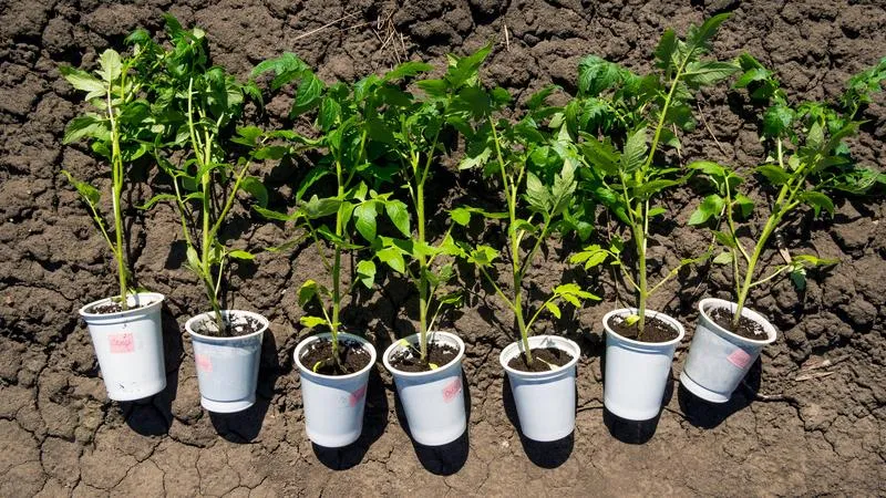 Najczęstsze błędy przy sadzeniu pomidorów