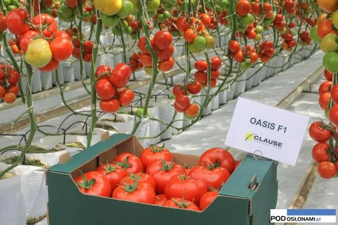 Najlepsze odmiany pomidorów