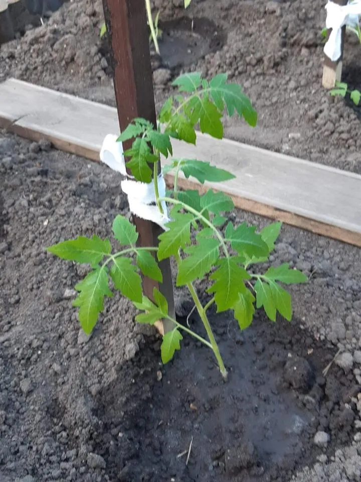 Najlepsze terminy sadzenia pomidorów