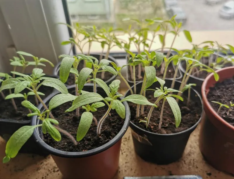 Narzędzia do pikowania pomidorów