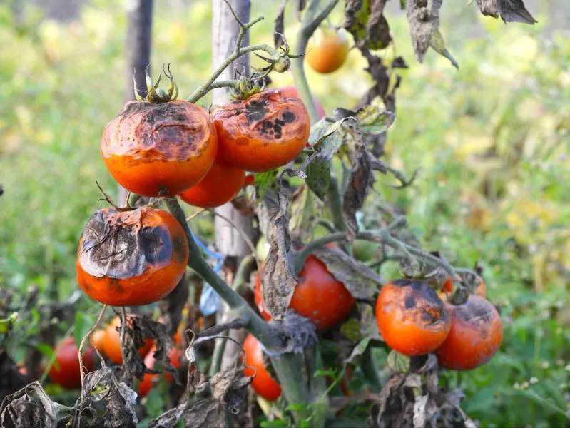 Naturalne metody ochrony roślin