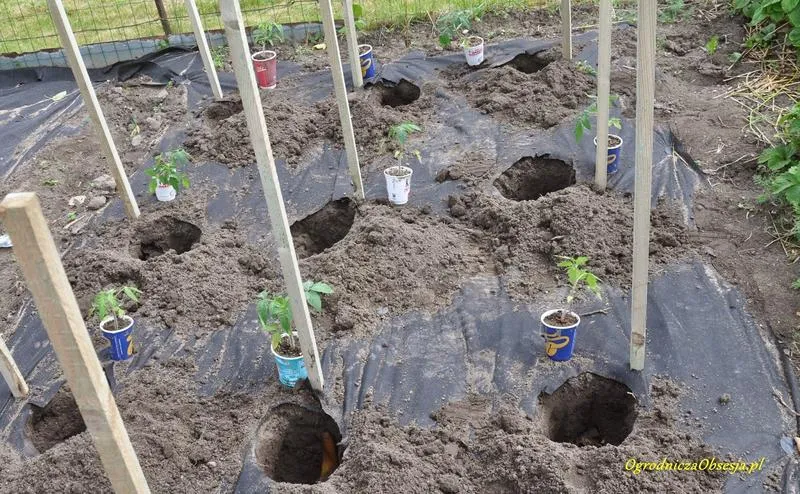 Naturalne nawozy do pomidorów