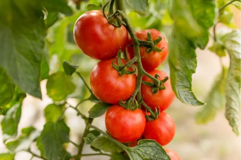 Nawadnianie i podlewanie pomidorów