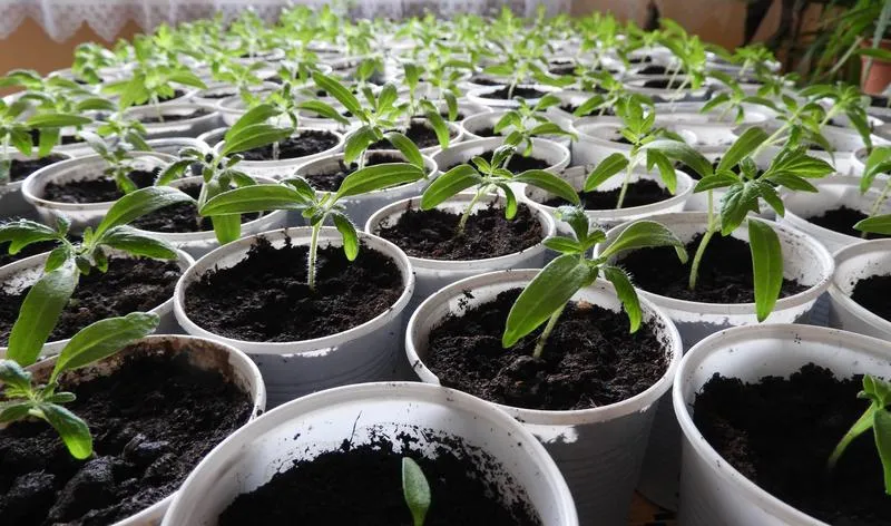 Nawadnianie pomidorów