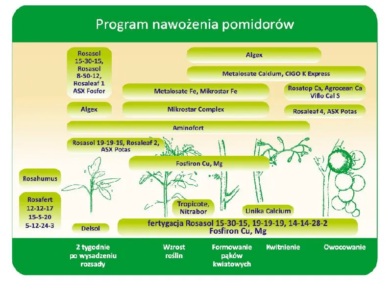 Nawożenie pomidorów