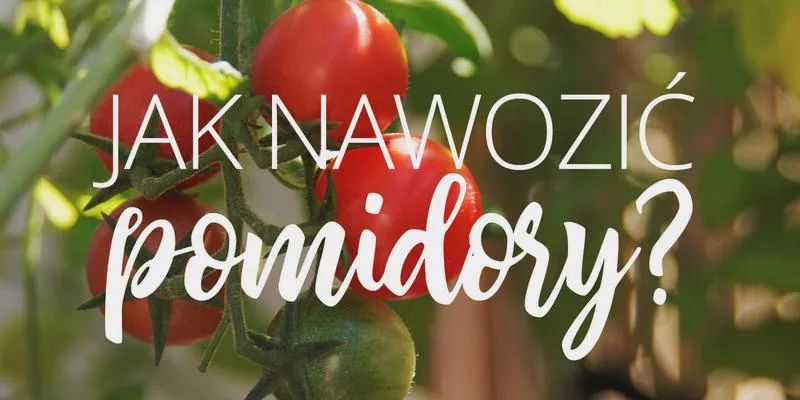 Nawożenie pomidorów
