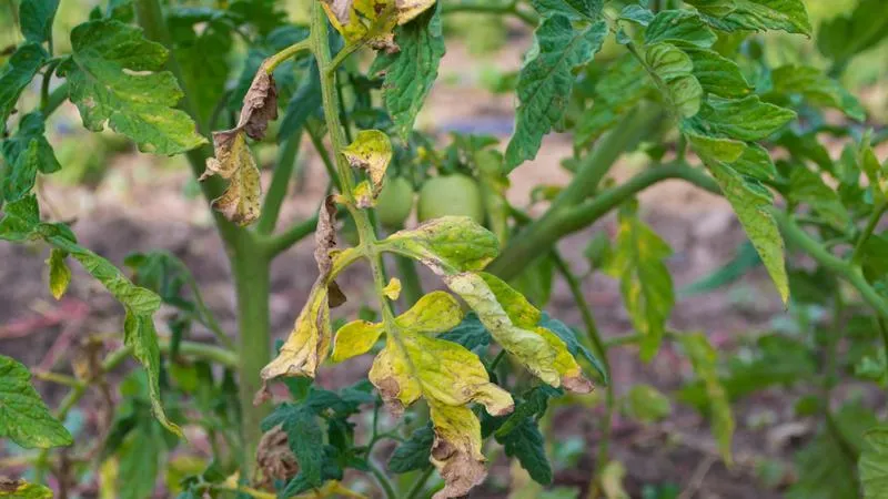 Niedobory składników odżywczych pomidory