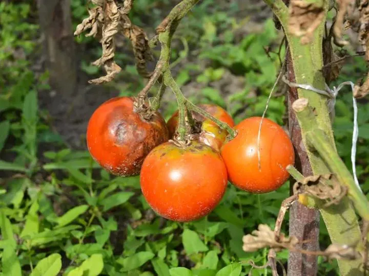 Objawy i przyczyny zarazy pomidorów