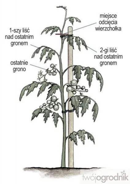 Obrywanie liści pomidorów