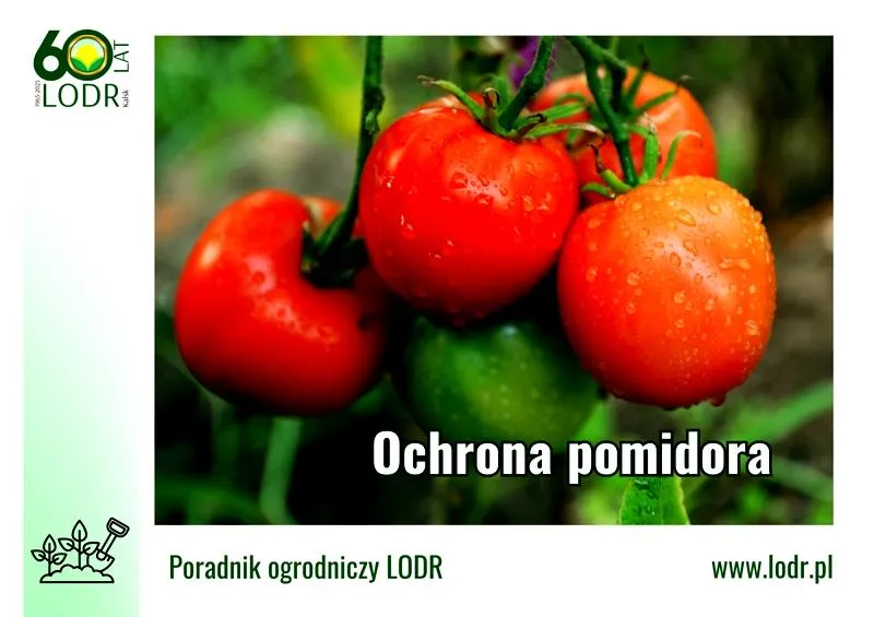 Ochrona pomidorów przed mrozem