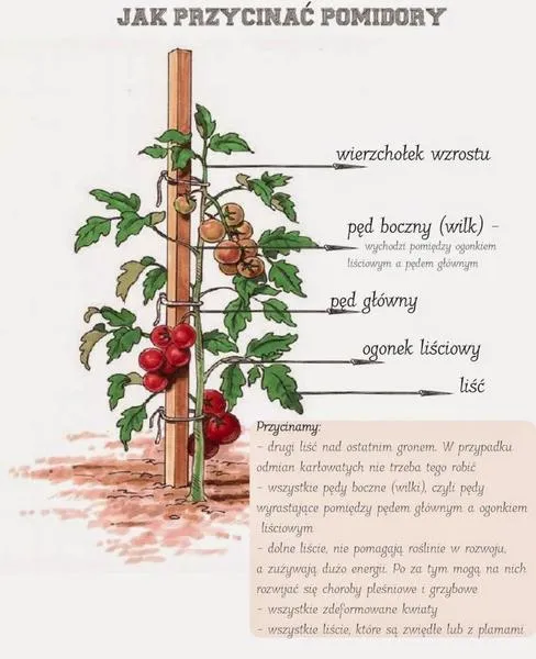 Odmiany pomidorów a wilki