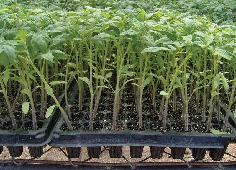 Odmiany pomidorów do rozsady