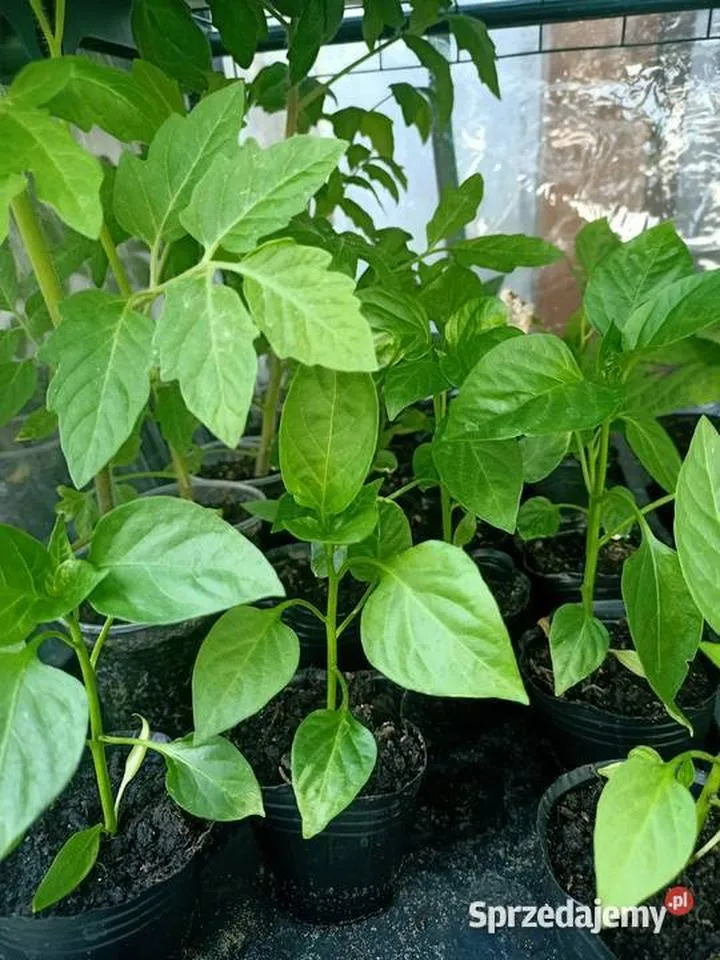 Odmiany pomidorów na balkon