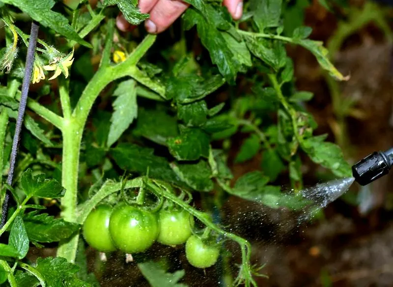 Oprysk z drożdży na pomidory