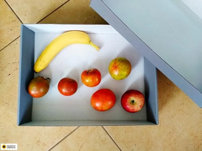 Optymalne warunki klimatyczne dla pomidorów