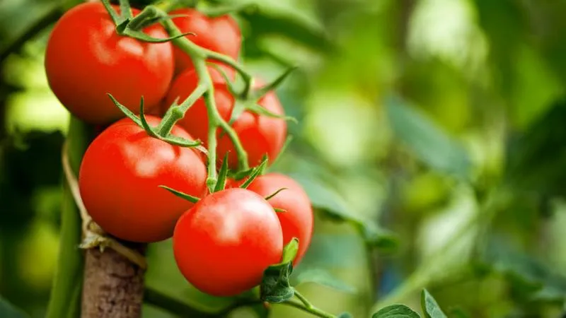 Pielęgnacja pomidorów