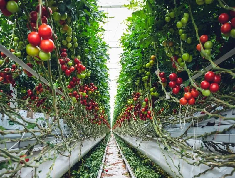 Pielęgnacja pomidorów