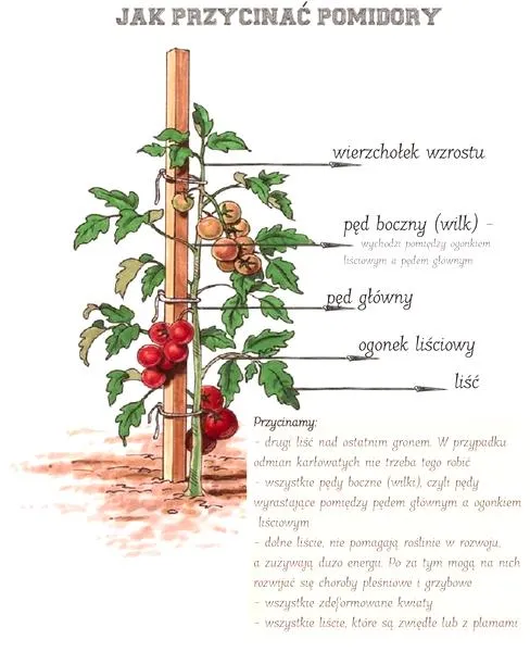 Pielęgnacja roślin w ogrodzie