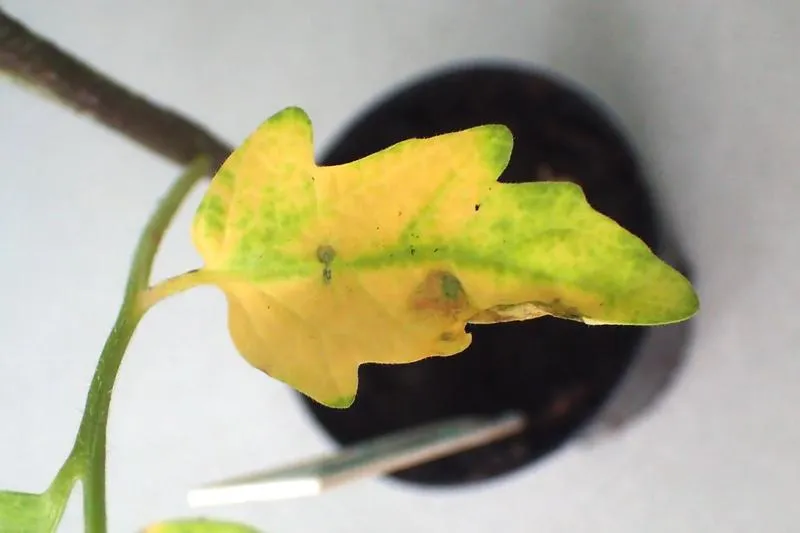 Pielęgnacja sadzonek pomidorów