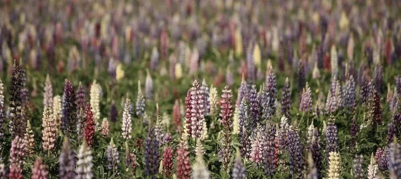 Płodozmian po pomidorach