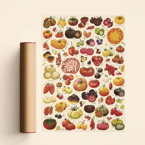 Plony pomidorów z hektara