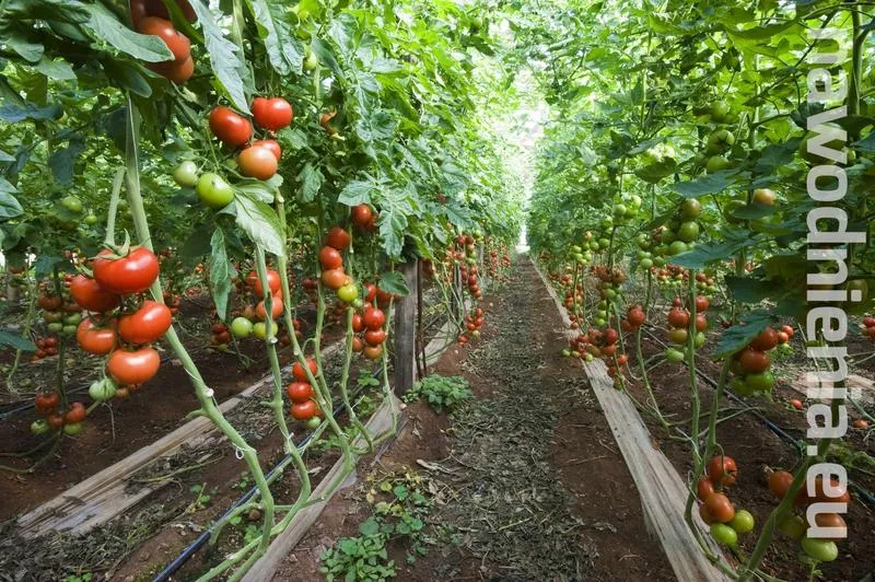 Podlewanie pomidorów