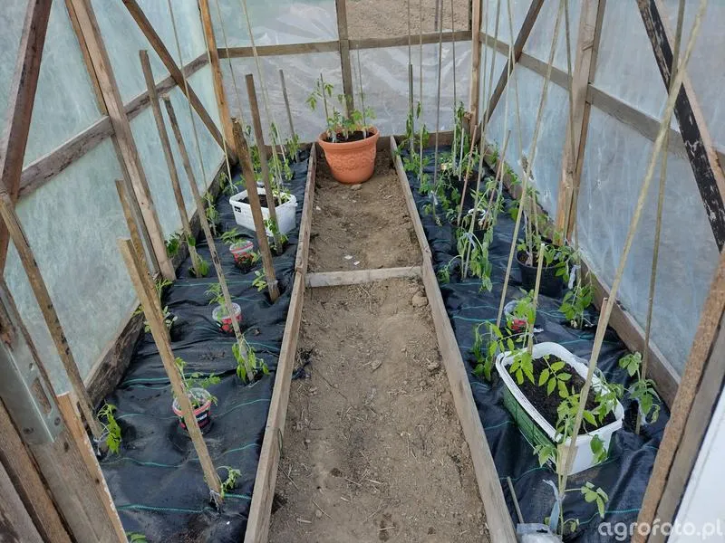 Pomidory w tunelu foliowym