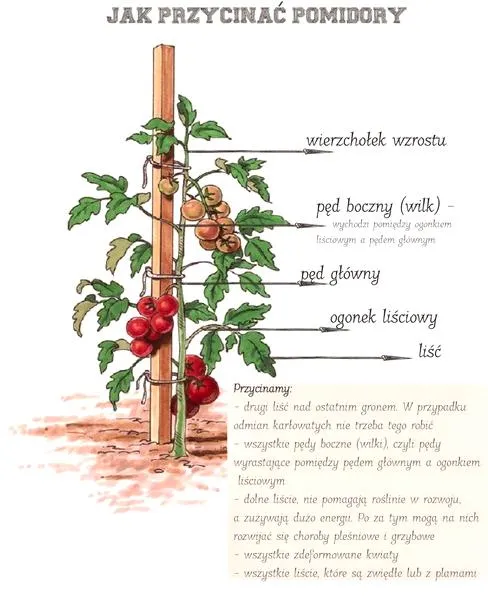 Poprawa plonów pomidorów