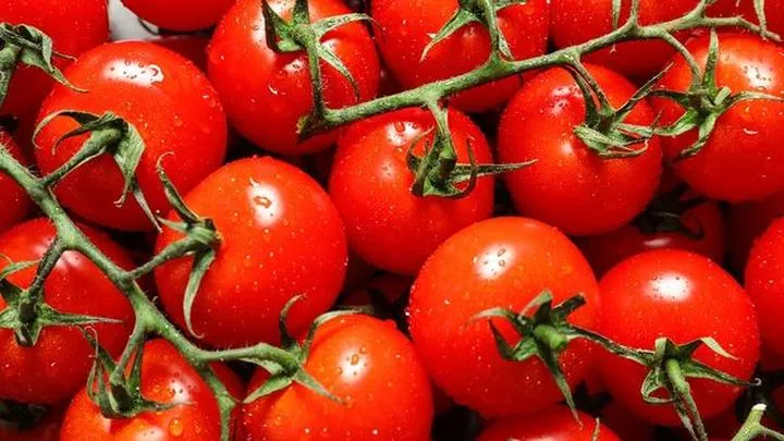 Poradnik zakupowy pomidorów