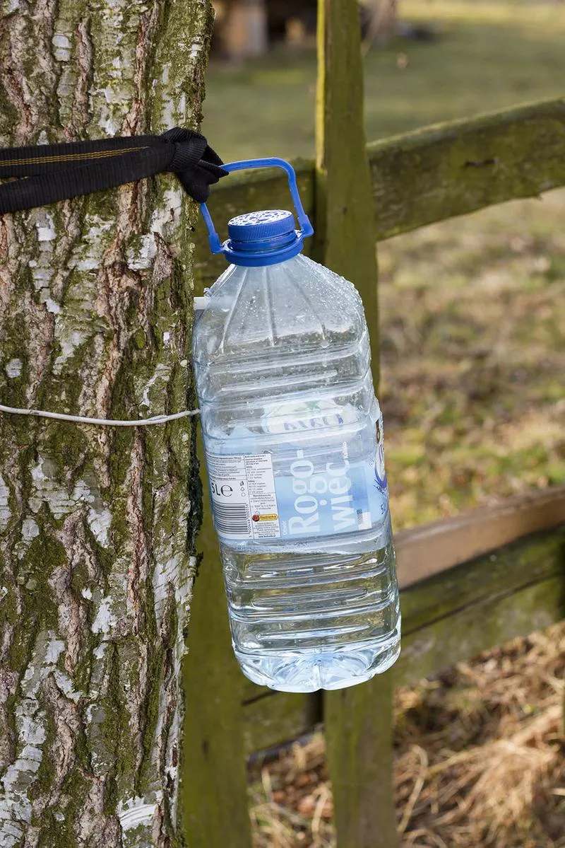 Porównanie smaku sok z brzozy i woda