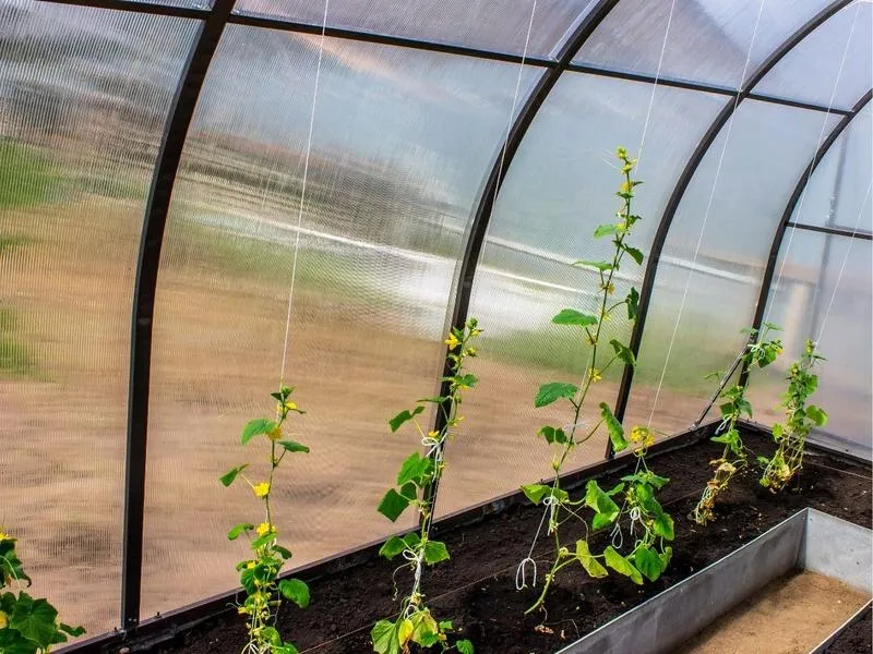 Prowadzenie pomidorów na sznurkach